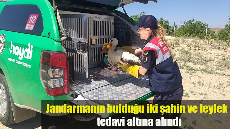 Jandarmanın bulduğu iki şahin ve leylek tedavi altına alındı